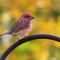 Purple Finch