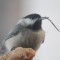 Black capped Chickadee, with a severally deformed beak.