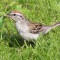 Chipping Sparrow, with a caterpillar.