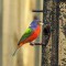 Male Painted Bunting