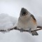 Tufted Titmouse in the Snow