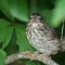 Fluffy Young Song Sparrow