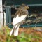 Leucistic House Sparrow female