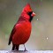 Colorful Cardinal