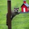 Raccoon At Feeder