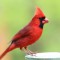 Northern Cardinal in the Spring