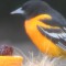 “Oranges and grape jelly…my favorite!”   – Mr. Oriole
