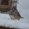 Snowy weekend for the Juncos