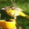 oriole eating from orange
