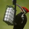 Pileated Woodpecker having suet for lunch