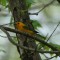 Prothonotary Warbler is like Sunshine