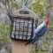 Red-bellied woodpecker on suet cake feeder