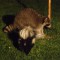 Stinker Vs Raccoon
