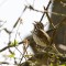 The Song Sparrow’s Opera