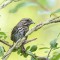 Snacking Song Sparrow