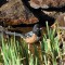 Spotted Towhee in the Pond