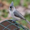 Titmouse With Seed