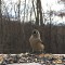 Runway Read Tufted Titmouse