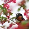 Spotted Towhee Announcing Spring Morning