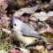 Tufted Titmouse Foraging For Breakfast