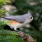 Tufted Titmouse with black oil sunflower seed.