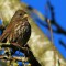 Sooty Fox Sparrow in the Pear Tree