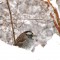 White-throated Sparrow on snowy fence