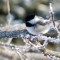 Chickadee on a frosty branch