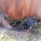 Black-capped Chickadee Nestlings