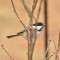 Black-Capped Chickadee