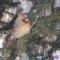 Female Cardinal on Spruce