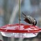 black capped “hummingbird”