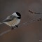 Black-Capped Chickadee on a Branch
