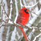 Windblown cardinal