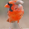 Northern Cardinal male with odd crest