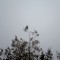 Loggerhead/Northern Shrike