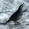 California Quail