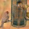 Purple Finch & Goldfinches