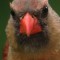female Cardinal