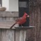 Soaked Cardinal