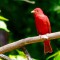 Summer   Tanager