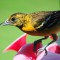 Thirsty Baltimore Oriole