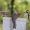 Tufted Titmouse and Chickadee in a tuff