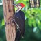 Pileated Woodpecker visits the Suet Feeder