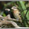 Rose-breasted Grosbeak