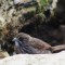 Seaside Sparrow in the Rocks