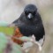 Spotted Towhee Portrait