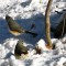 Titmice in Great Falls National Park