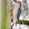 Red-Bellied Wodpecker
