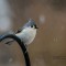 Titmouse in a late March snow